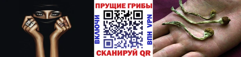 Галлюциногенные грибы Psilocybine cubensis  Рыльск 